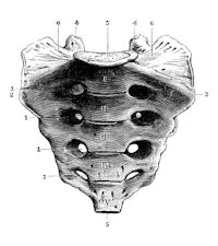 a black and white drawing of a neck